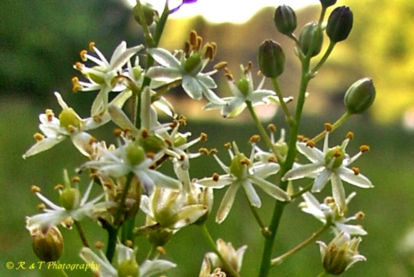 {Schoenolirion wrightii}